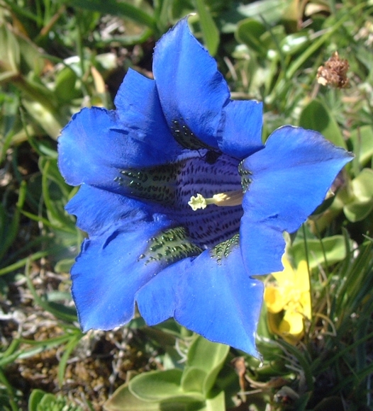 Gentiana dinarica / Genziana dell''Appennino